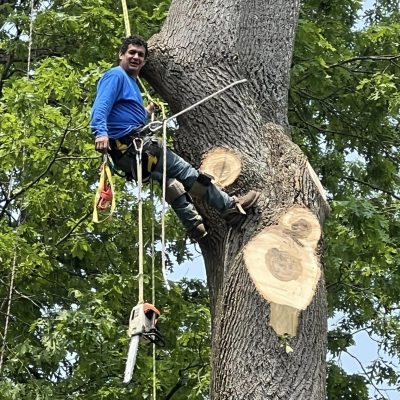 Emergency Tree service