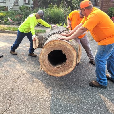 Tree removal- Group Of men lifting up the tree log