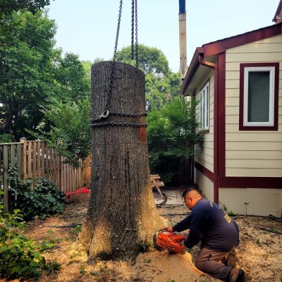 Tree stump removal