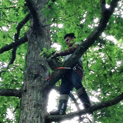 Tree Maintenance
