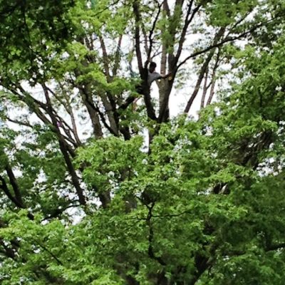 Tree Trimming